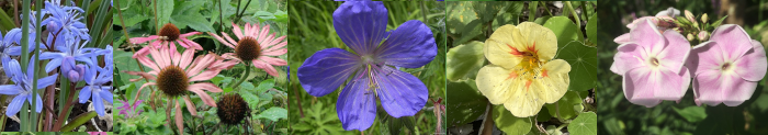 fotobalk achtertuin