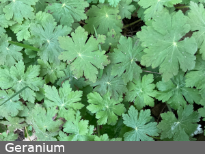 geranium
