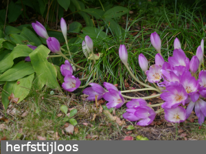 herfsttijloos