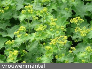 vrouwenmantel